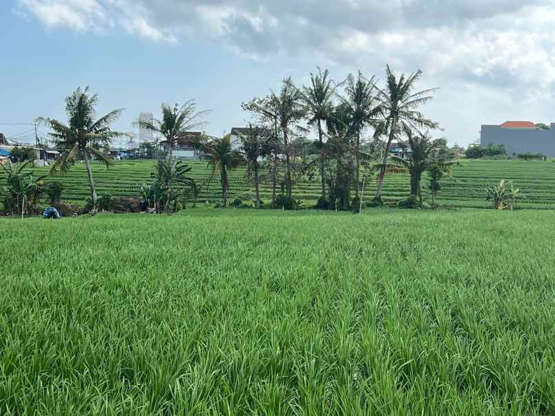 disewakan tanah dekat pantai lima munggu