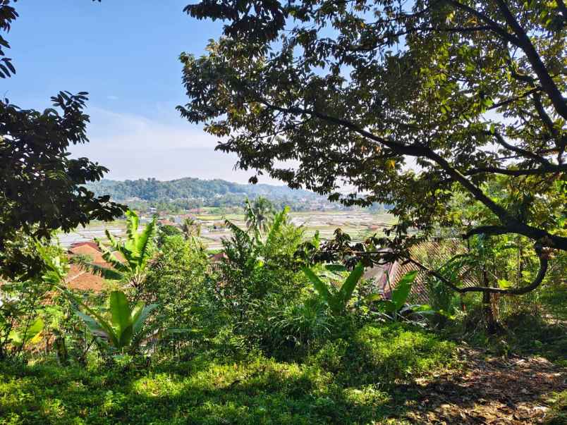 jual cepat tanah kebun durian 5 ha di leuwiliang bogor