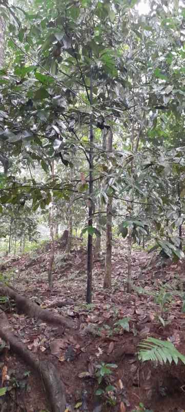 jual cepat tanah kebun manggis sama durian