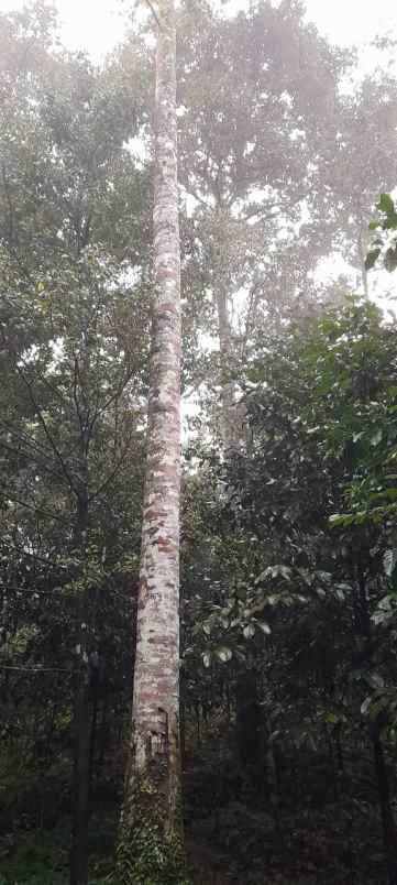 jual cepat tanah kebun manggis sama durian