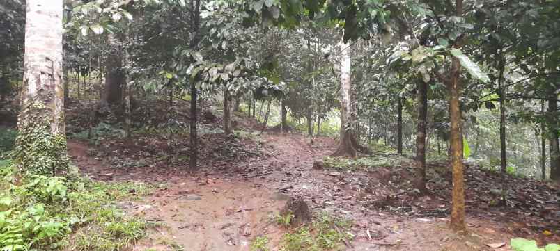 jual cepat tanah kebun manggis sama durian