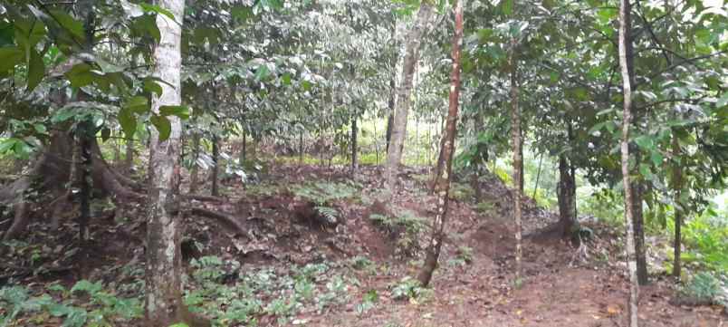 jual cepat tanah kebun manggis sama durian