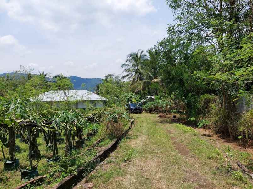 jual tanah pertanian dan green house di cilegon