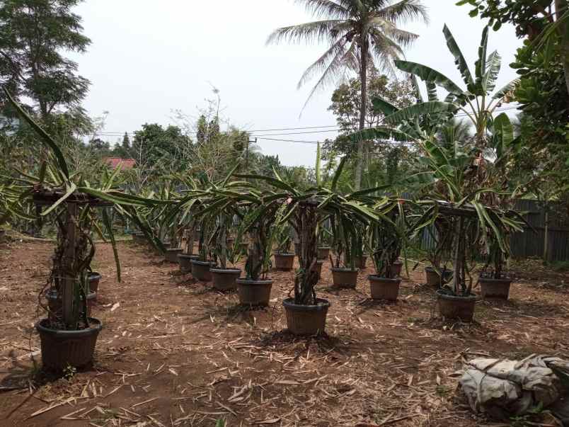 jual tanah pertanian dan green house di cilegon