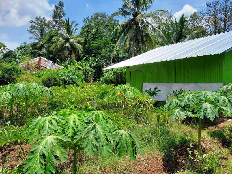 jual tanah pertanian dan green house di cilegon