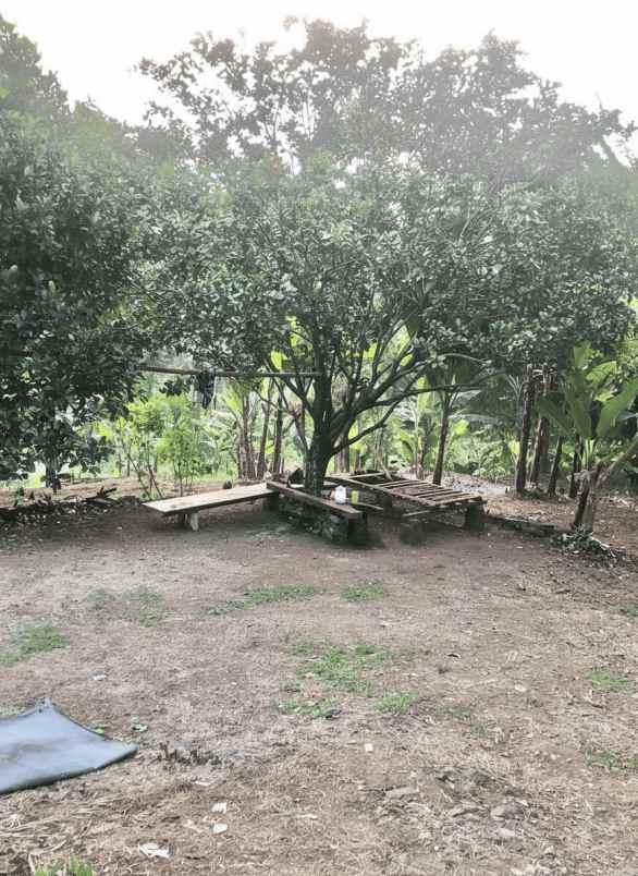 jual tanah peternakan sapi di bogor luas 7 5 ha