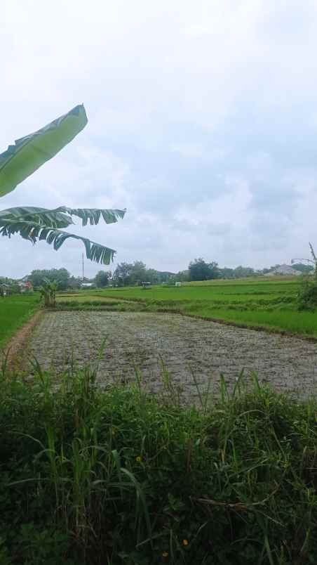 sawah dekat wisata candramaya ponggok