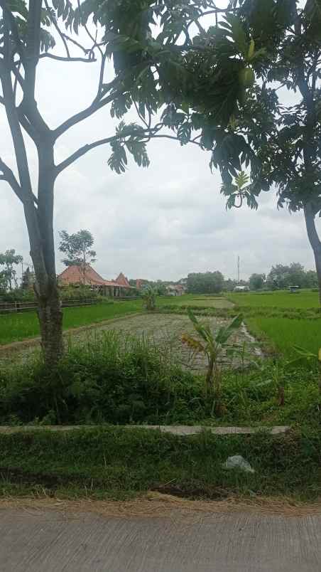 sawah dekat wisata candramaya ponggok