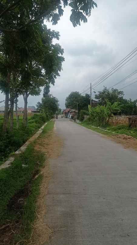 sawah dekat wisata candramaya ponggok