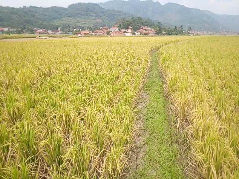 tanah jalan saar hilir desa