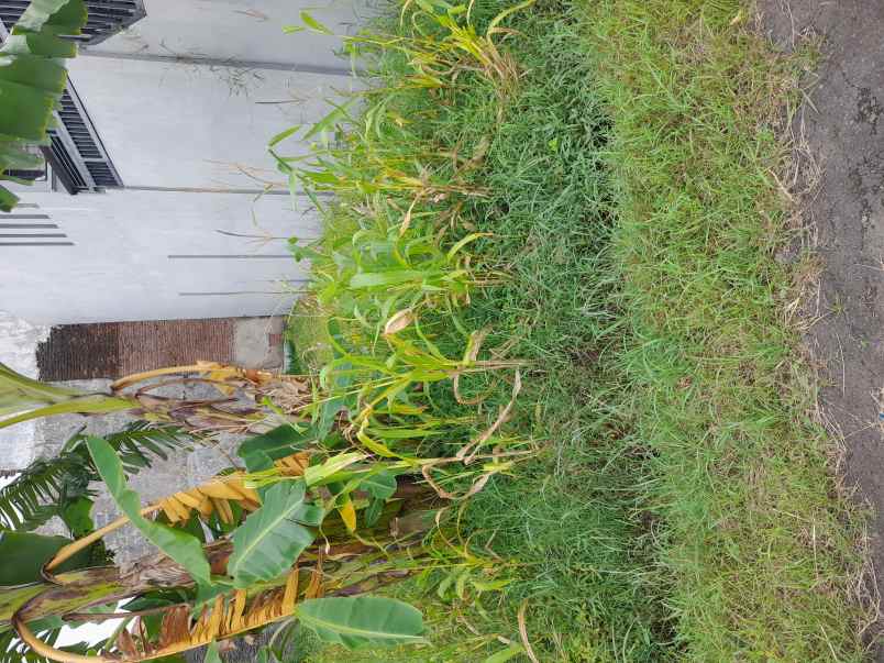 tanah kavling di tengah pemukiman