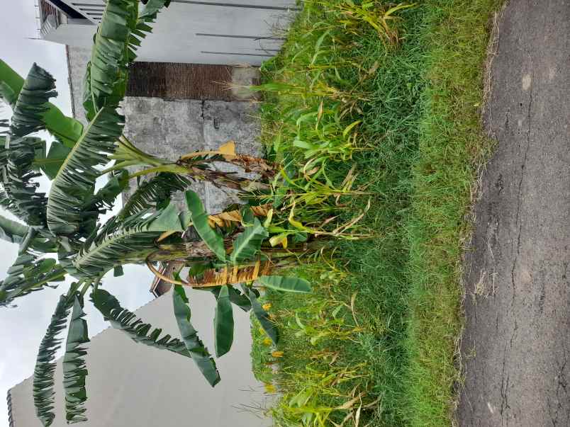 tanah kavling di tengah pemukiman