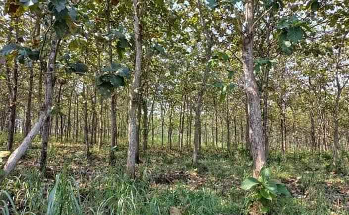 tanah kawasan area perencanaan toll demak tuban