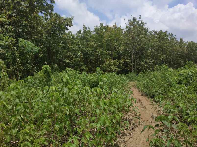 tanah kebun jati murah dan luas