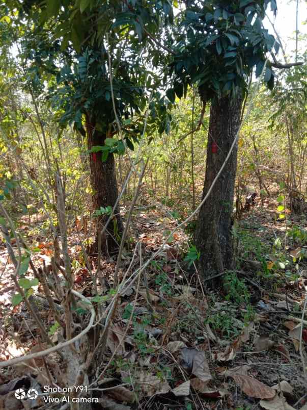 tanah kebun jati murah dan luas