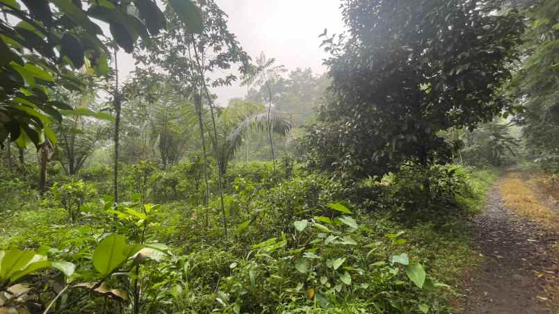 tanah kebun manggis dan durian akses mobil