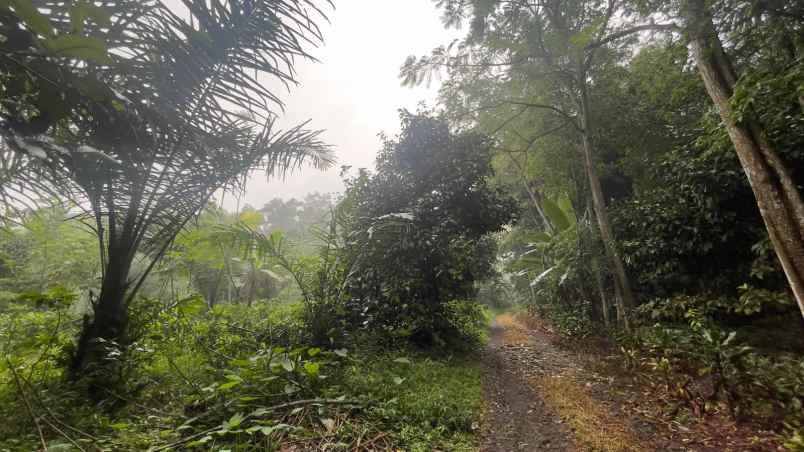 tanah kebun manggis dan durian akses mobil