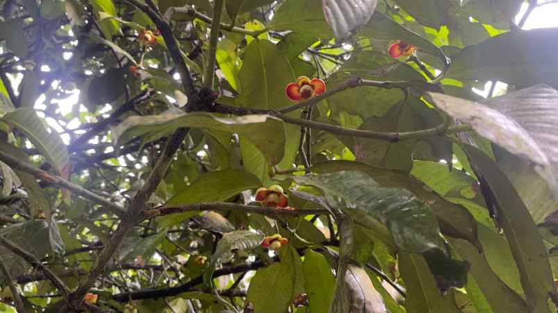 tanah kebun manggis dan durian akses mobil