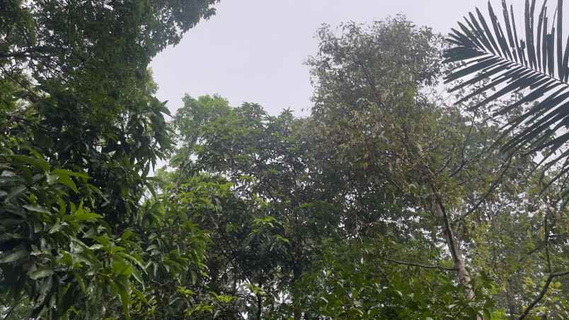 tanah kebun manggis dan durian akses mobil