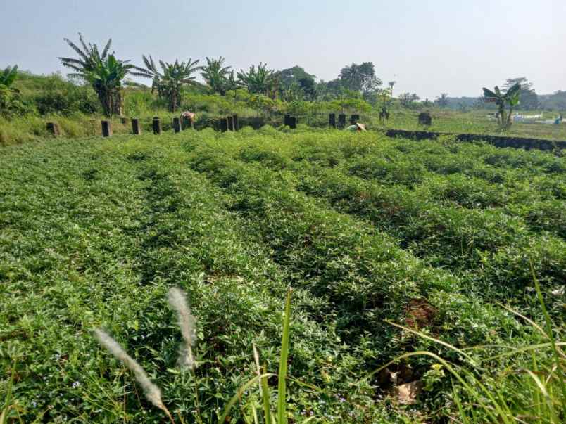 tanah kebun murah dramaga bogor akses mobil