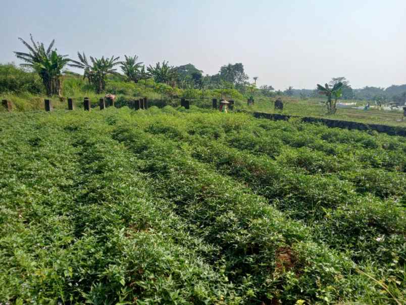 tanah kebun murah dramaga bogor akses mobil