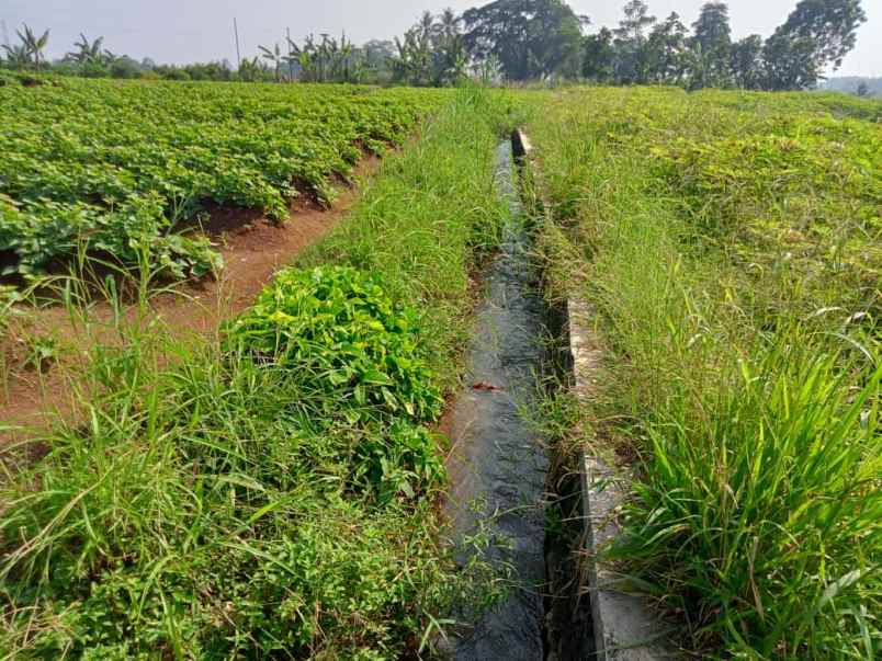 tanah kebun murah dramaga bogor akses mobil