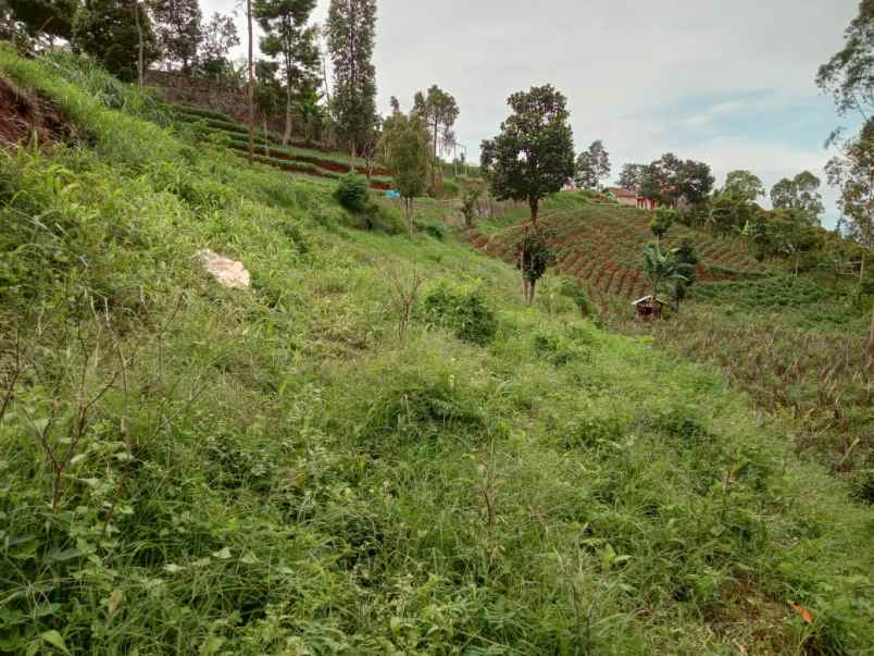 tanah kebun pinggir jalan utama