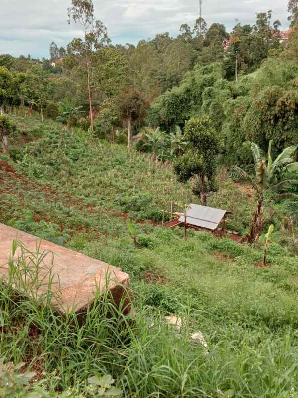 tanah kebun pinggir jalan utama