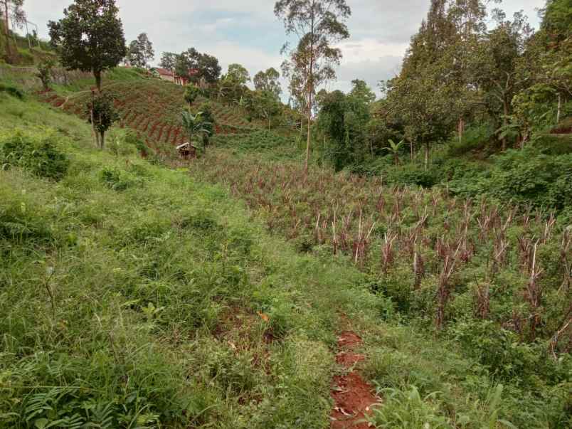 tanah kebun pinggir jalan utama