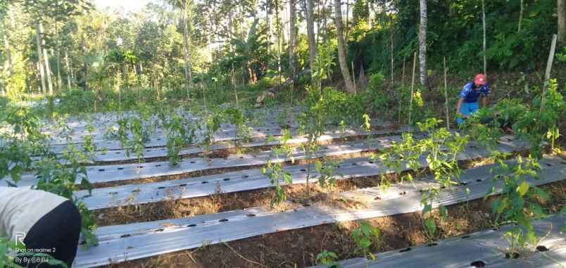 tanah kebun sudah ad tanaman nya