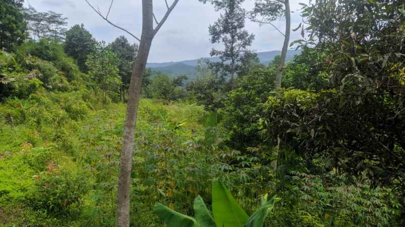 tanah murah lokasi ciherang sukamakmur