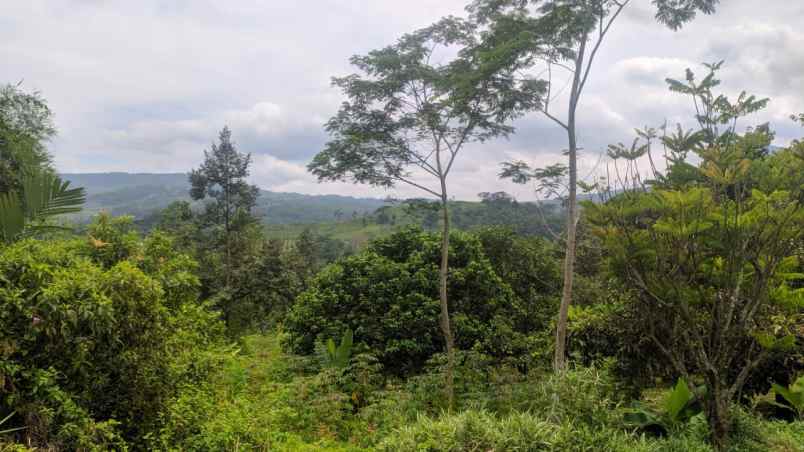 tanah murah lokasi ciherang sukamakmur