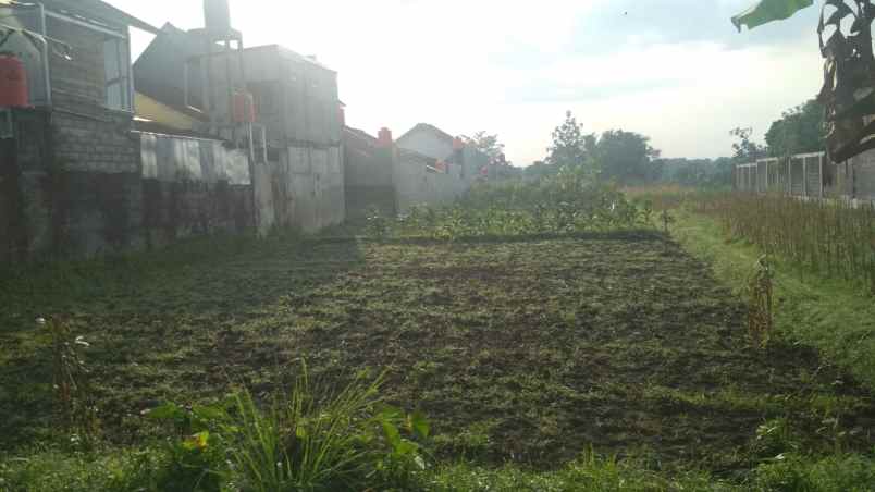 tanah sawah murah strategis cebongan sleman jogja