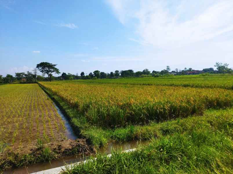 tanah sawit boyolali