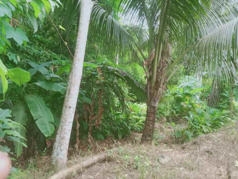 tanah shm kalidengen temon dekat bandara yia