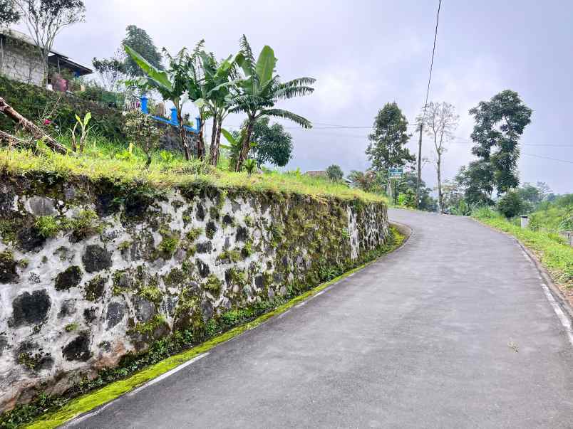 tanah view kebun teh dekat telaga madirda ngargoyoso