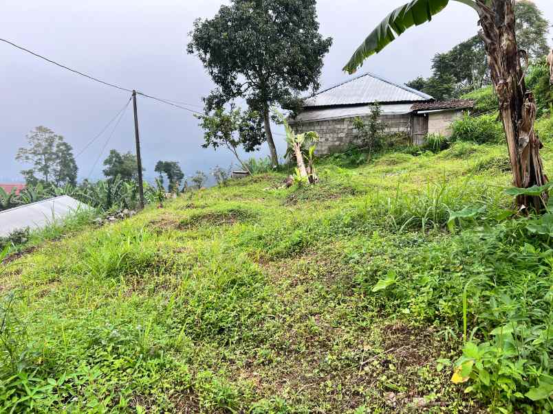 tanah view kebun teh dekat telaga madirda ngargoyoso