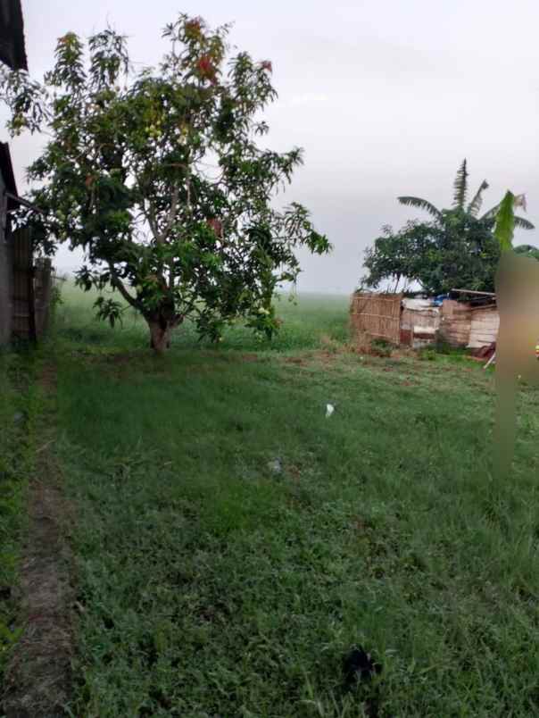 tanah view sawah murah di kasemen kota serang