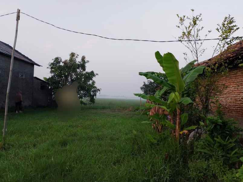 tanah view sawah murah di kasemen kota serang