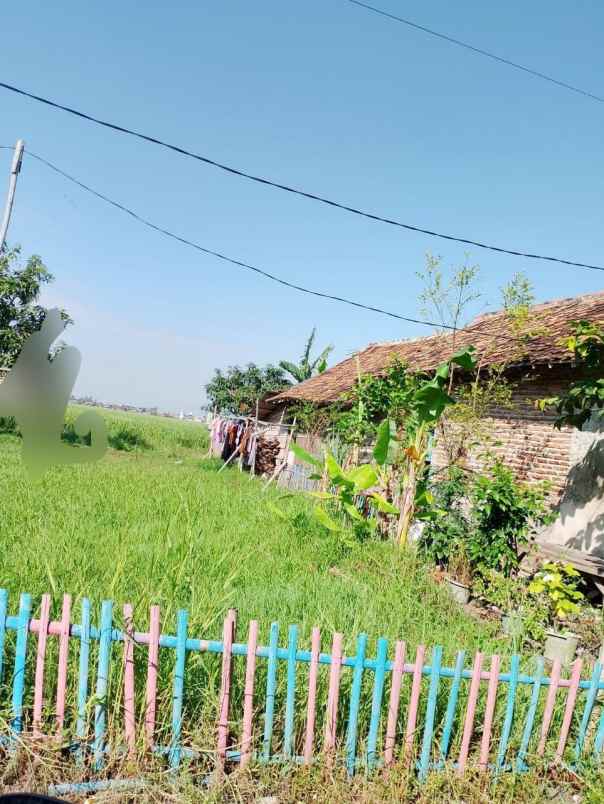 tanah view sawah murah di kasemen kota serang