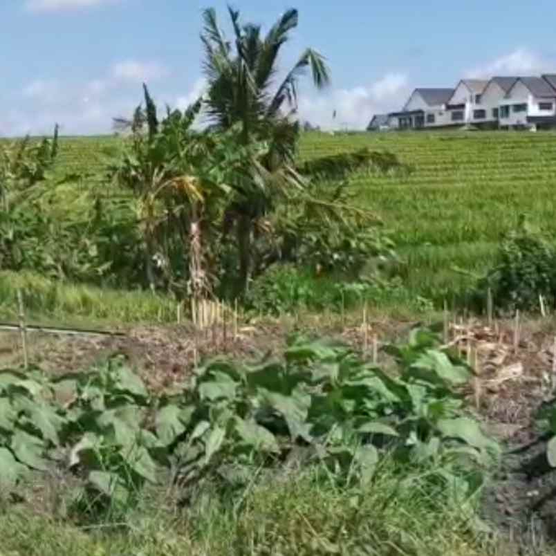 dijual 2 are jl kaba kaba kediri tabanan