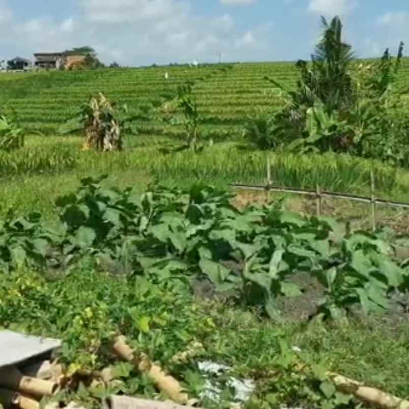 dijual 2 are jl kaba kaba kediri tabanan