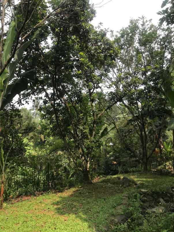 dijual kebun buah di bogor