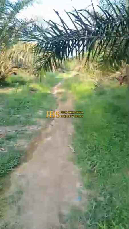 dijual kebun sawit daerah gohor lama langkat