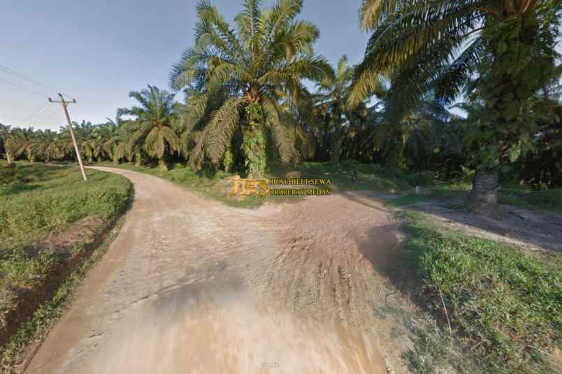 dijual kebun sawit daerah gohor lama langkat