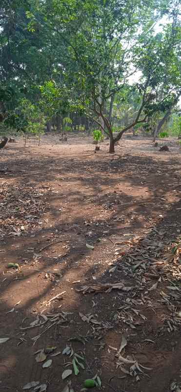 dijual kebun tanah datar di kotabaru karawang