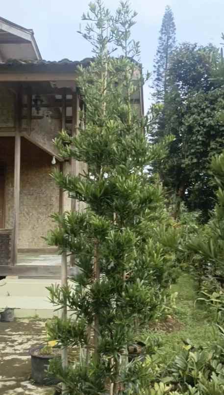 dijual lokasi tanah di cidokom puncak