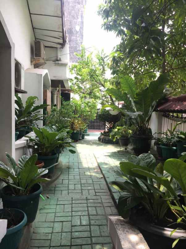 dijual rumah kelapa puyuh kelapa gading