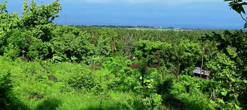 dijual sebidang tanah di lovina dgn vew laut