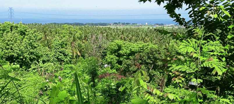 dijual sebidang tanah di lovina dgn vew laut